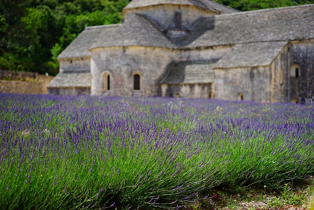 lavender-gd092d71e2_640.jpg
